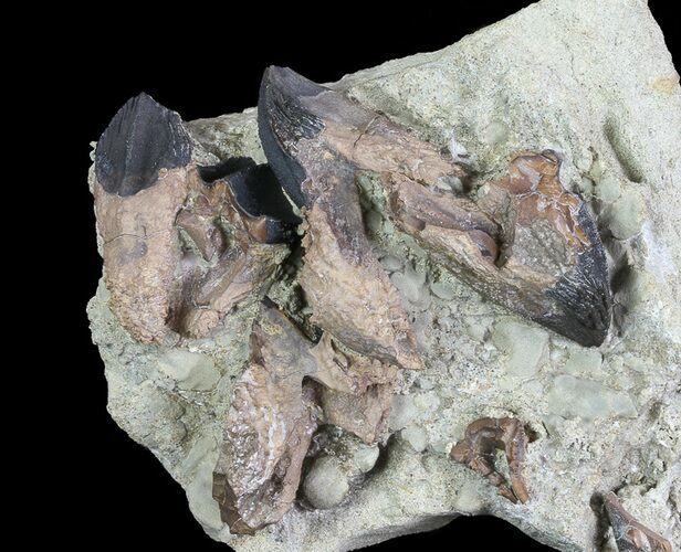 Five Rooted Triceratops Teeth in Sandstone - South Dakota #73883
